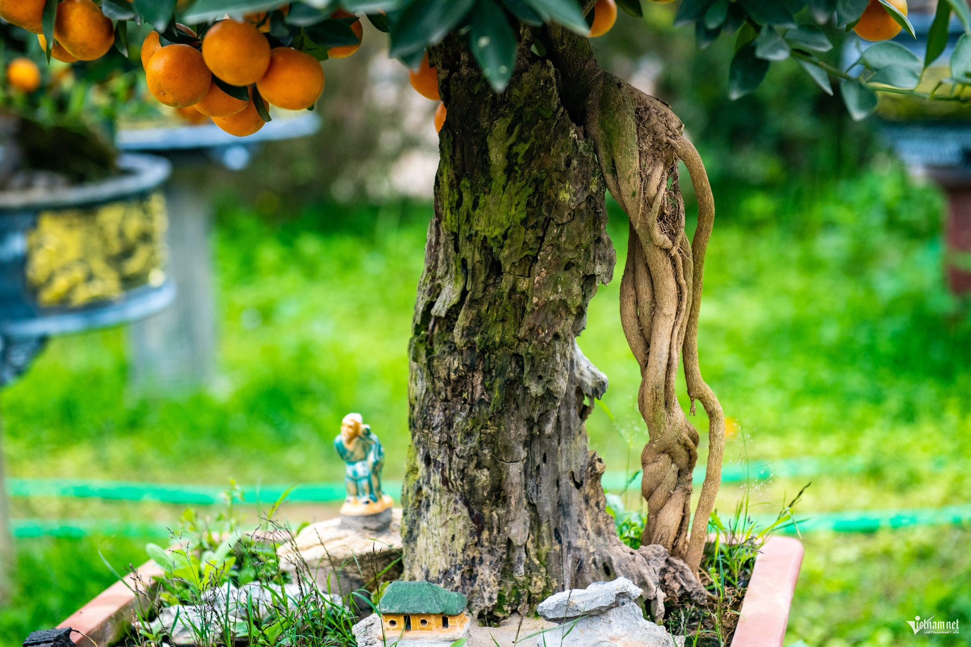 kumquat vietnam4.jpg