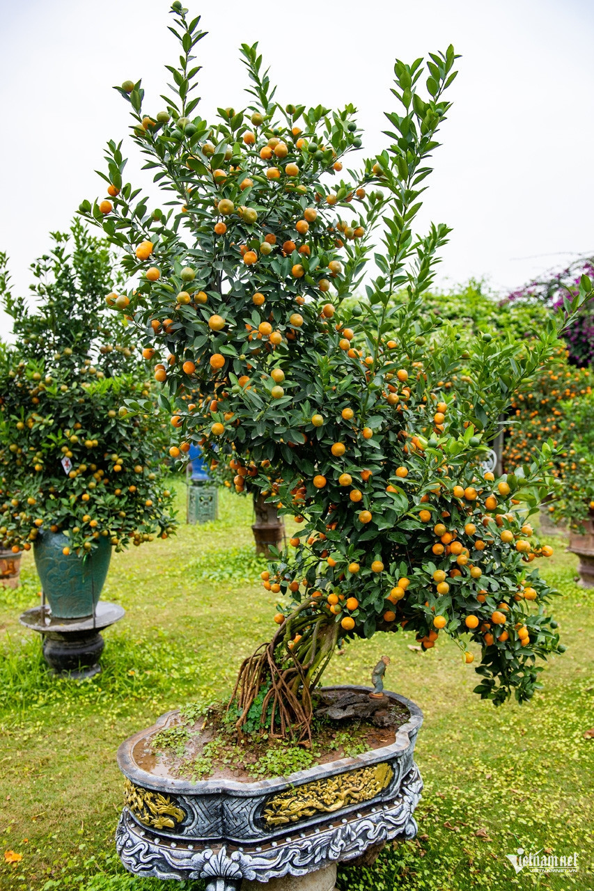kumquat vietnam5.jpg