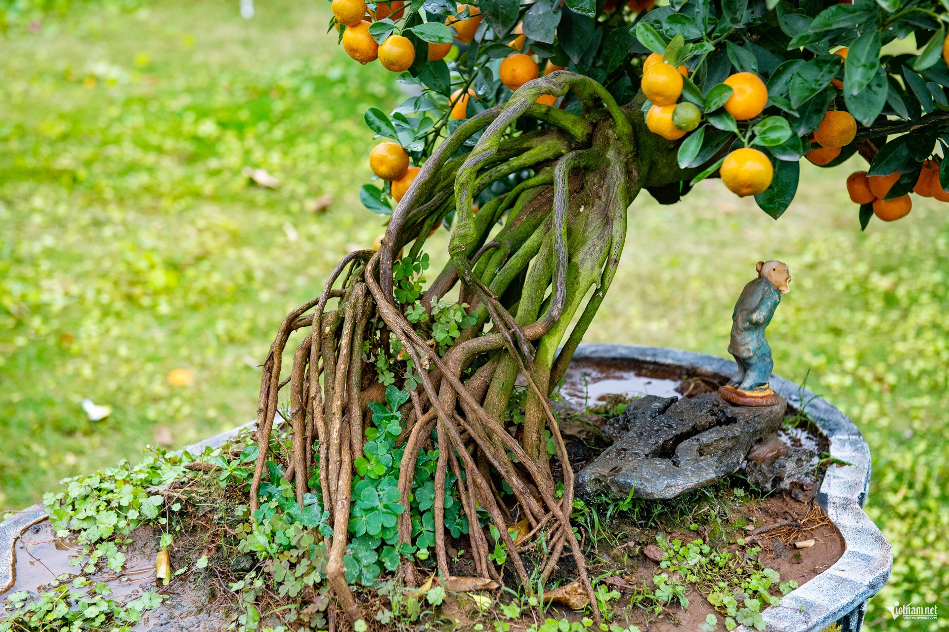 kumquat vietnam6.jpg