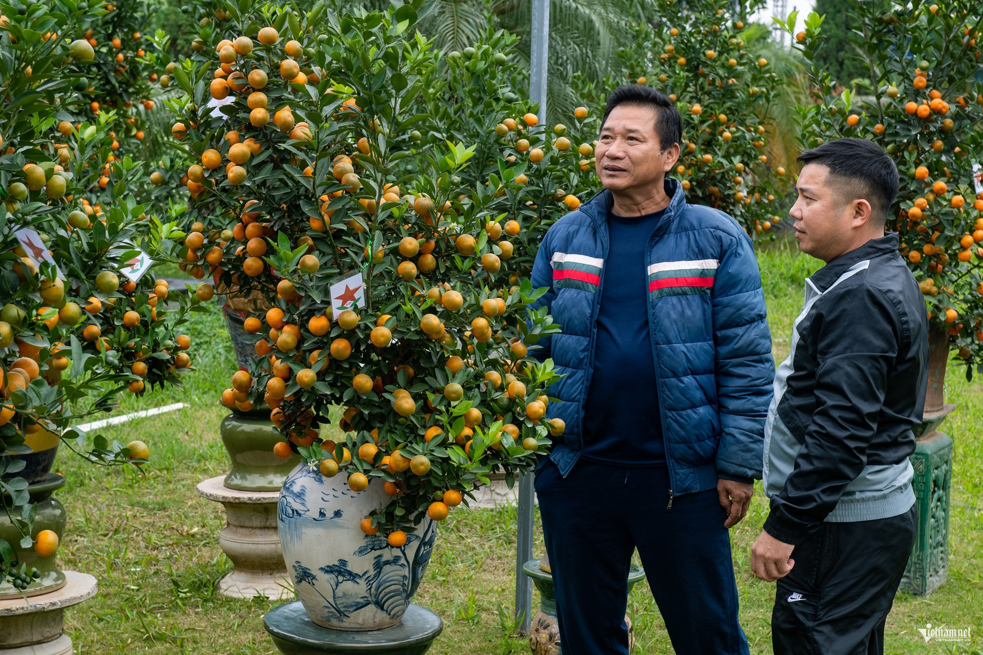 kumquat vietnam7.jpg