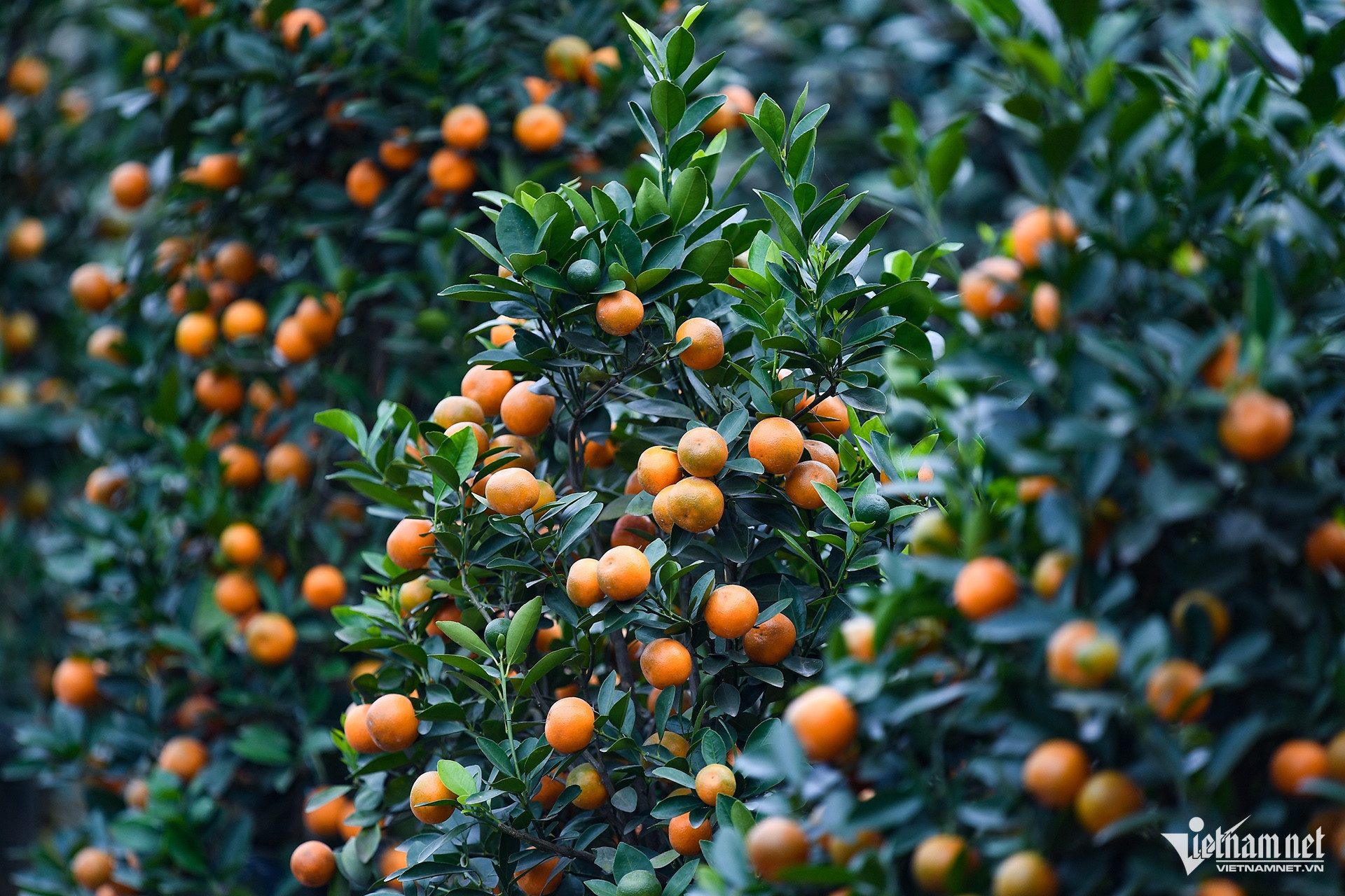 kumquat vietnam8.jpg