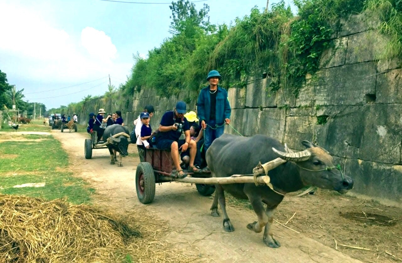 a2Du khách thích thú trải nghiệm xe trâu.jpg