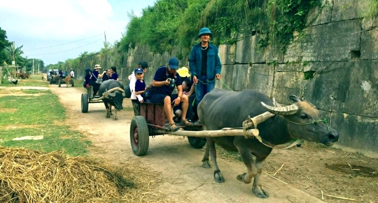 Ride through memory: Buffalo carts bring rustic charm to Ho Citadel