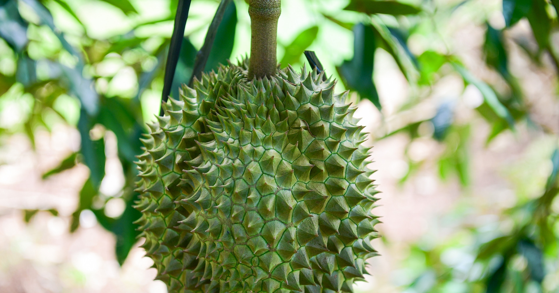 Vietnam’s durian exports near $4 billion, set to surpass Thailand in China