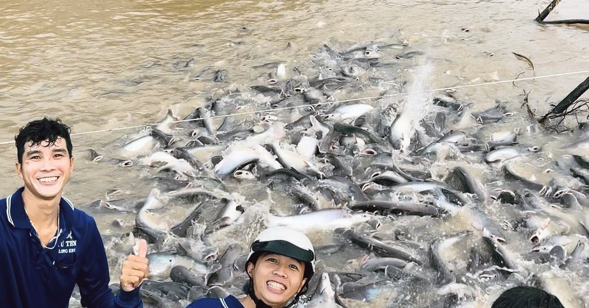 Youths "rescue" tens of tons of giant fish, releasing them into Tien River