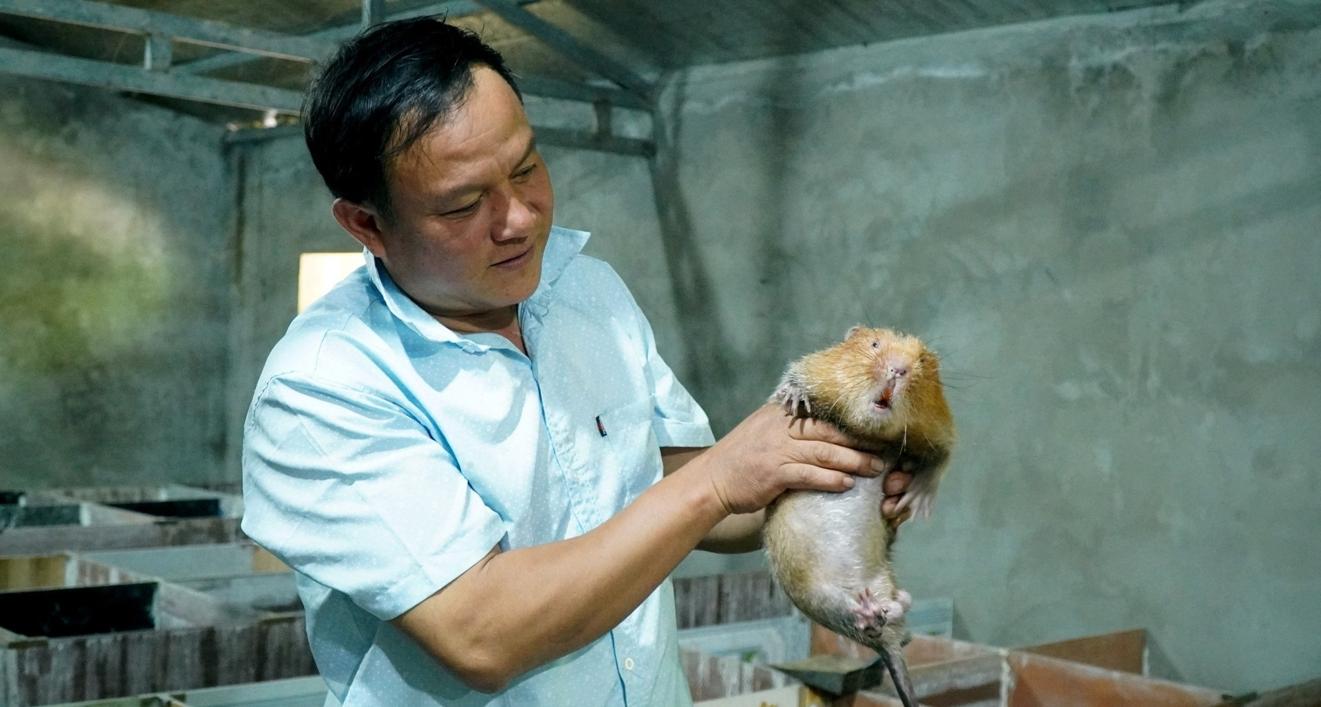 Ethnic Thai farmer sells stilt house to raise bamboo rats and civets in Vietnam