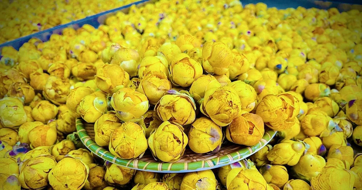 Science, technology seen as lever for medicinal plant industry