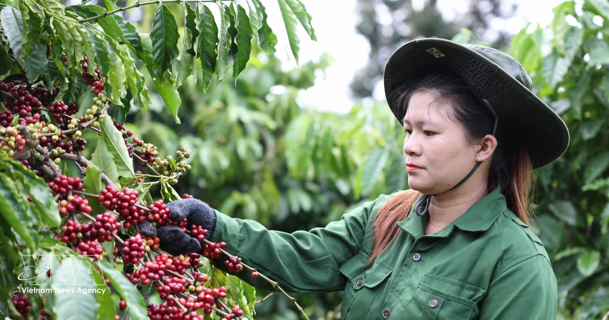 Buon Ma Thuot Coffee Festival to reach national level in 2027