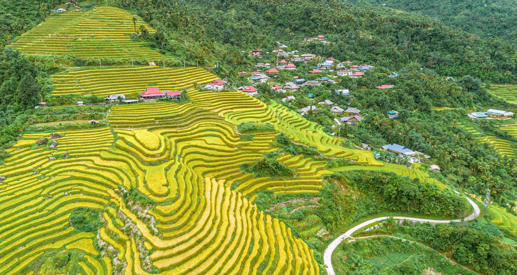 Golden rice terraces transform Khuoi My into a mountain spectacle