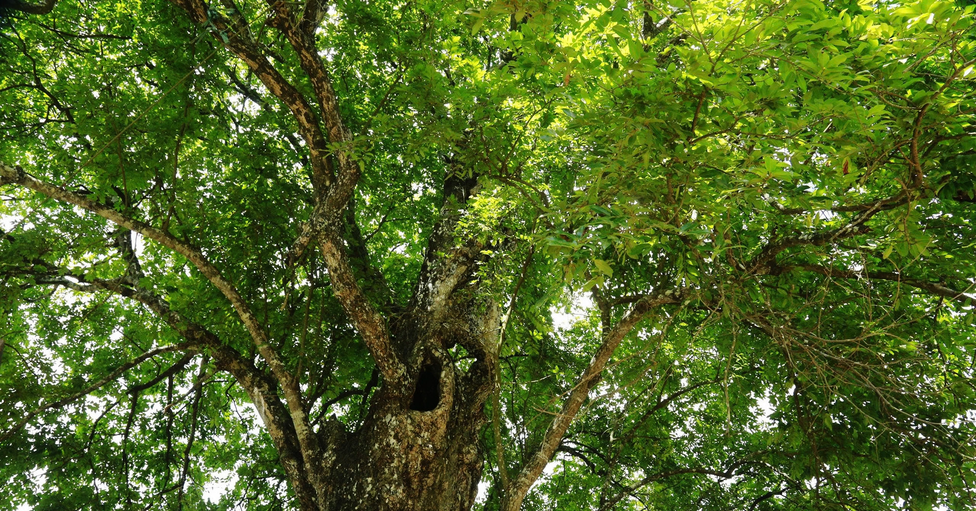 400-year-old tree bears three distinct fruits in Vietnam's Muong village