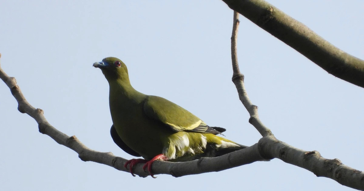 Dakrong Nature Reserve records 35 new bird species