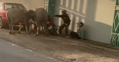 Rampaging buffalo injures six in Vietnam's Lam Dong province