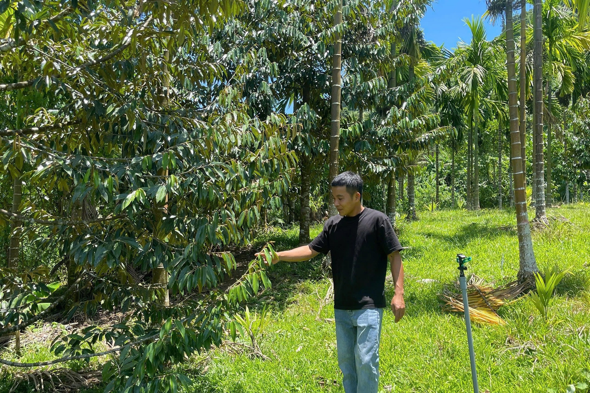 Nam Tra My residents turn ‘lazy trees’ into billion-dong orchards