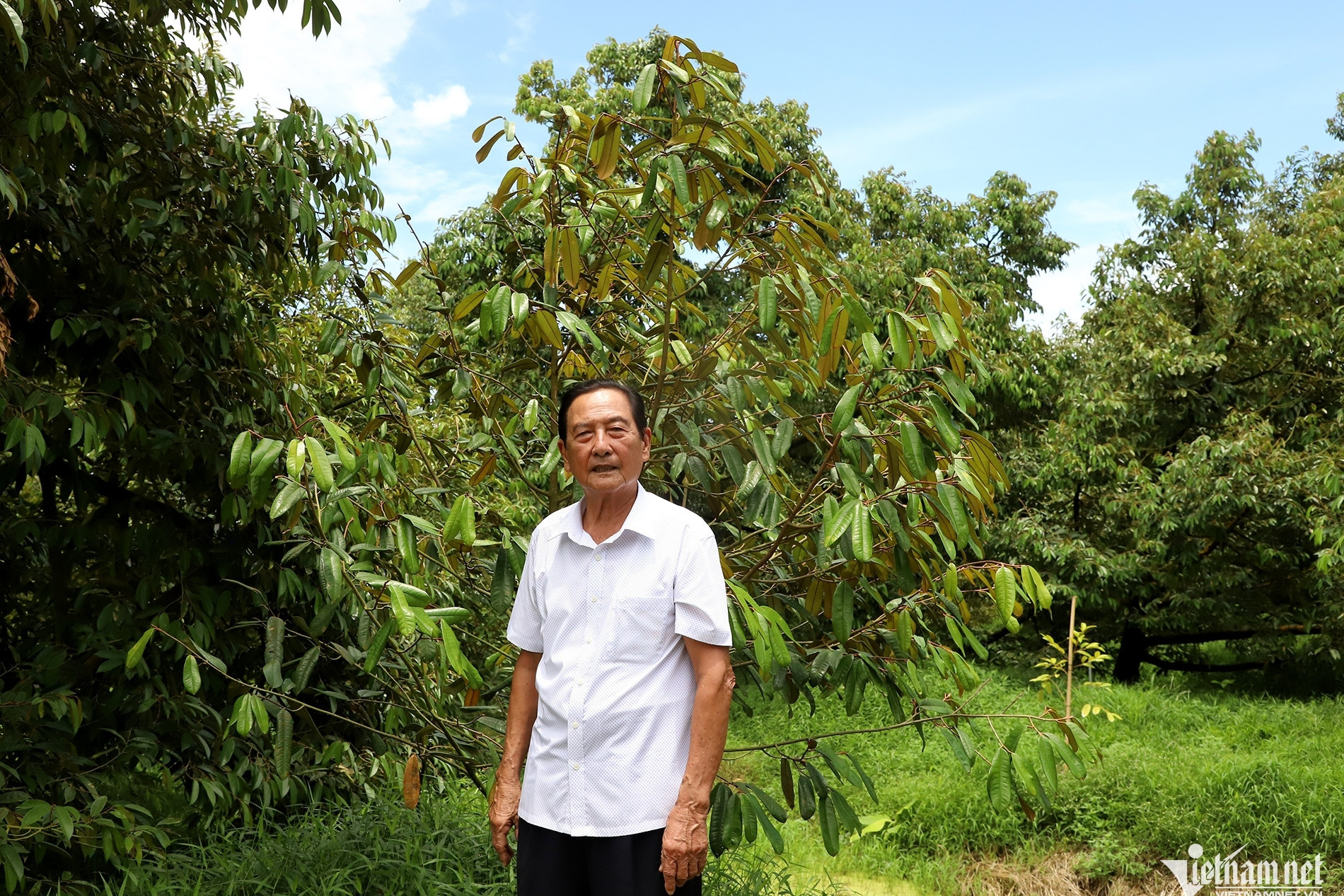 82-year-old farmer earns VND5 billion a year from durian orchard