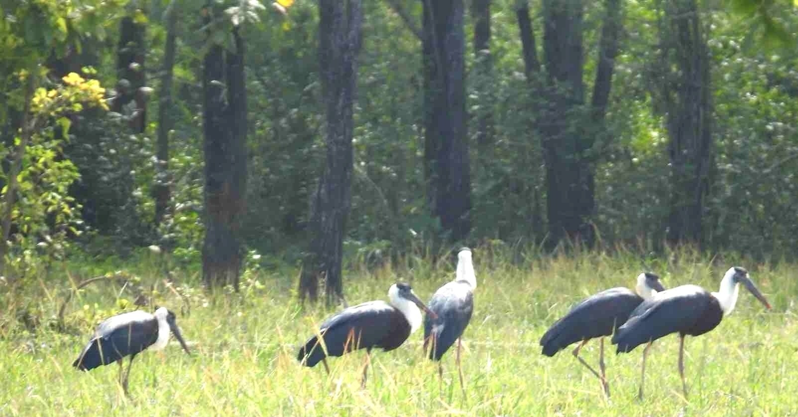 Rare flock of nine woolly-necked storks returns to Vietnam national park