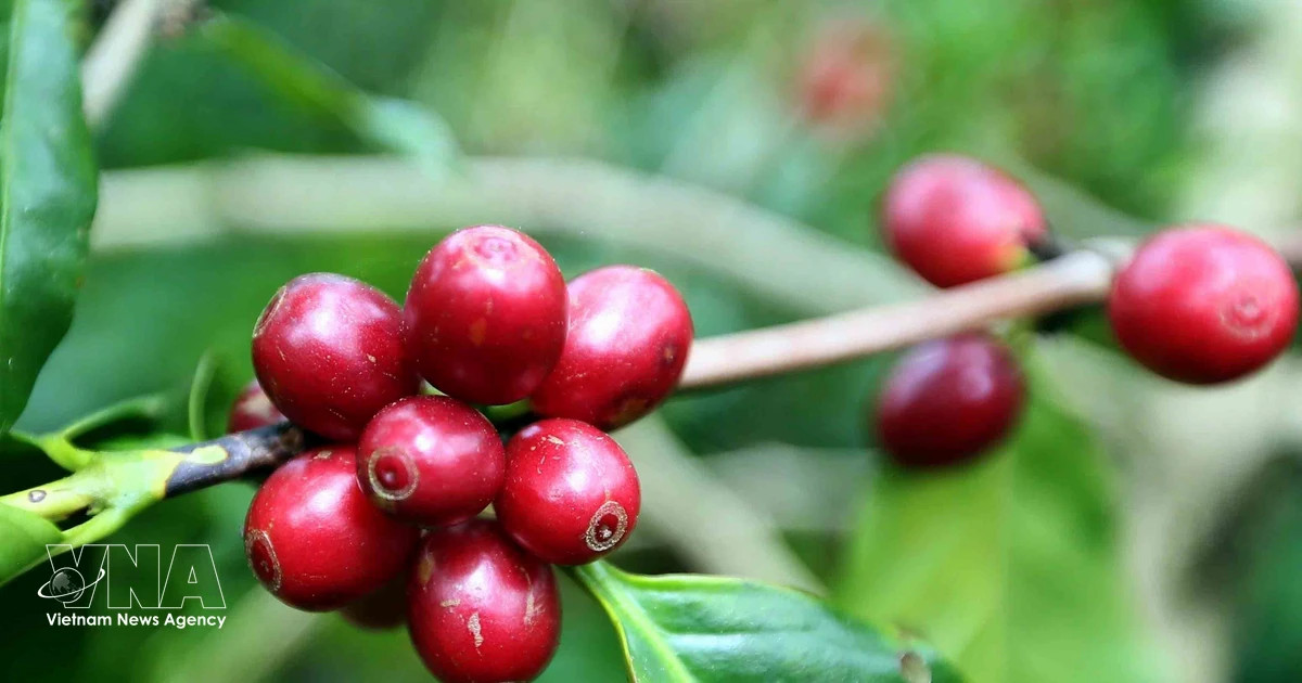 Vietnam seeks to boost value, expand markets for coffee sector