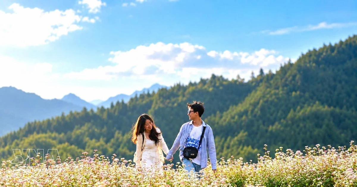 Buckwheat blossoms help extend tourism season in stone plateau
