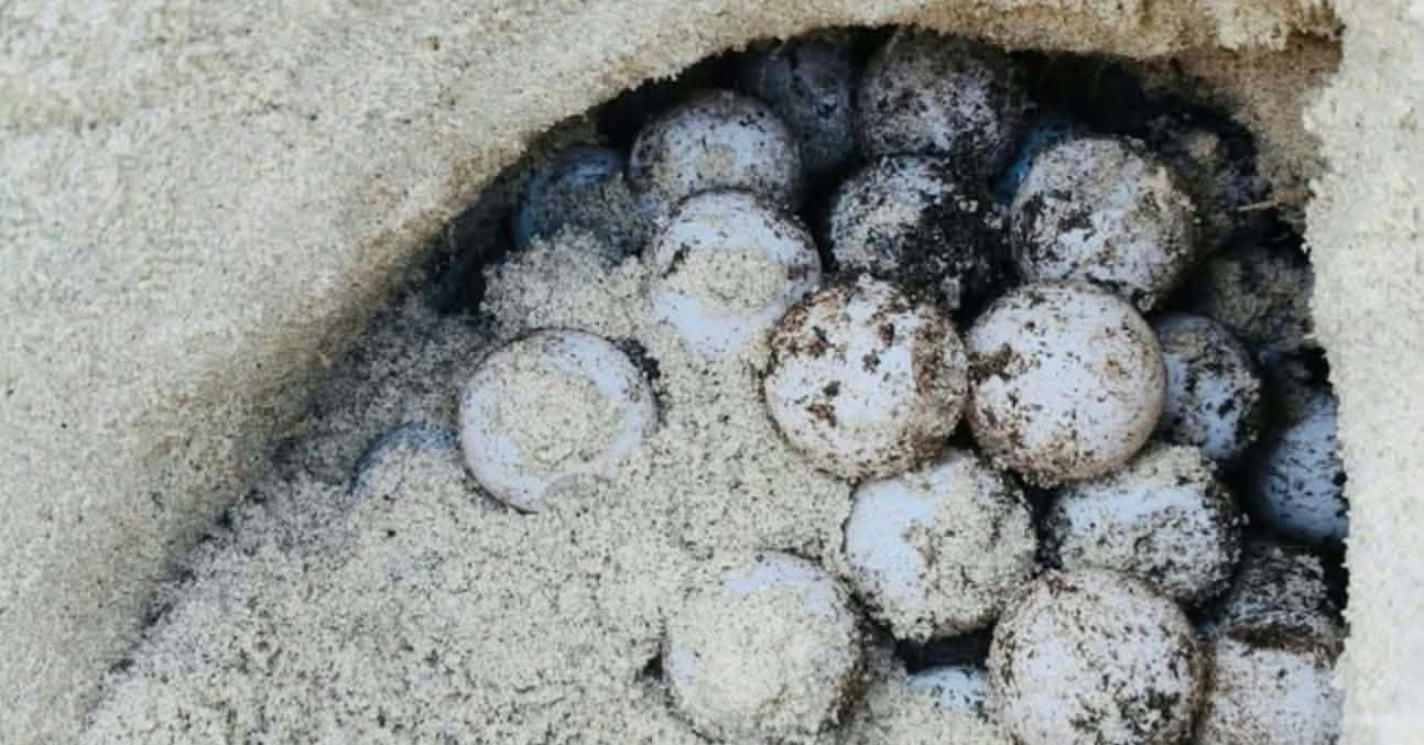 Rare green sea turtle lays 82 eggs on Vietnam's Hon Cau island
