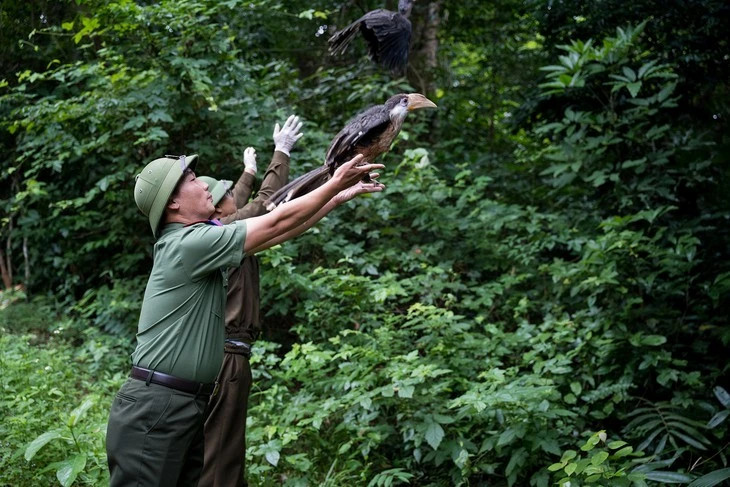 Seventeen wild animals released into natural habitat in Quang Tri
