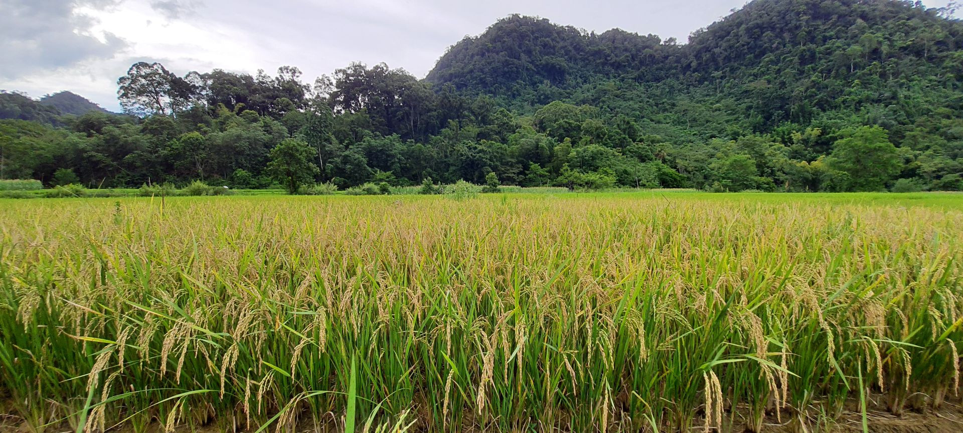 vn village3.jpg