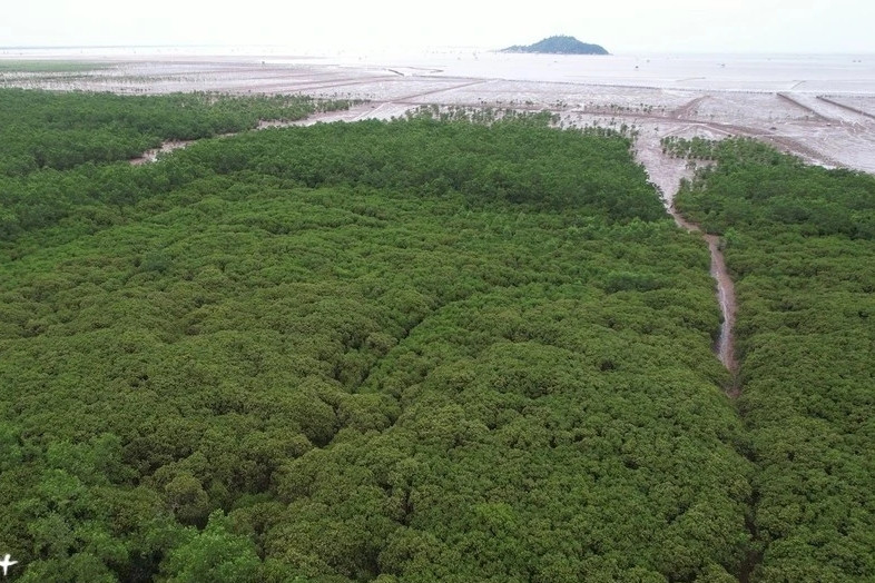 Carbon credits - New resource for forest protection