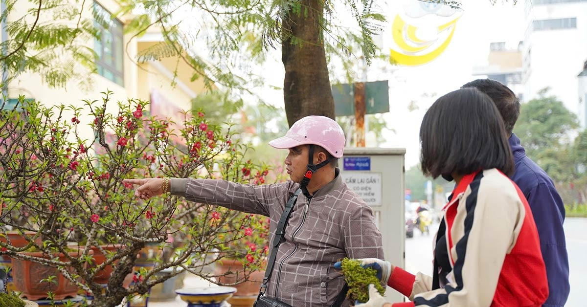 Hanoi’s elite Tet tradition: That Thon peaches rent for up to $8,000