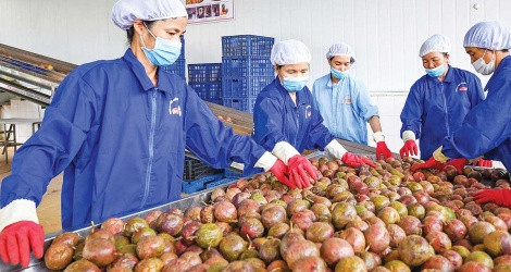 Vietnam’s exports confront the $550 billion challenge