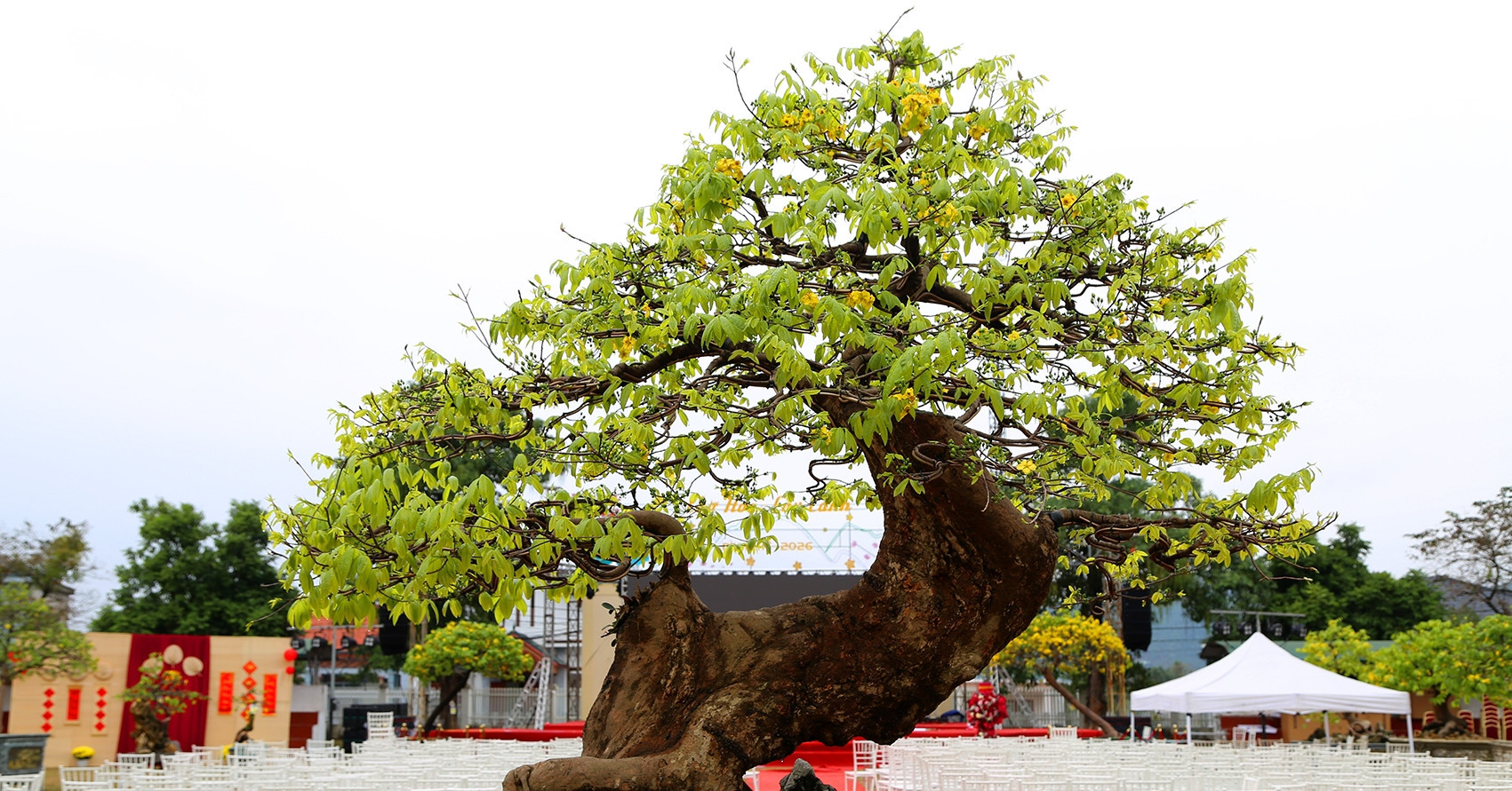Bonsai masterpieces at Yen Tu blossom into symbols of prosperity