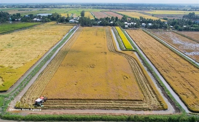 Mekong Delta farmers get high rice yields from rice – shrimp farms