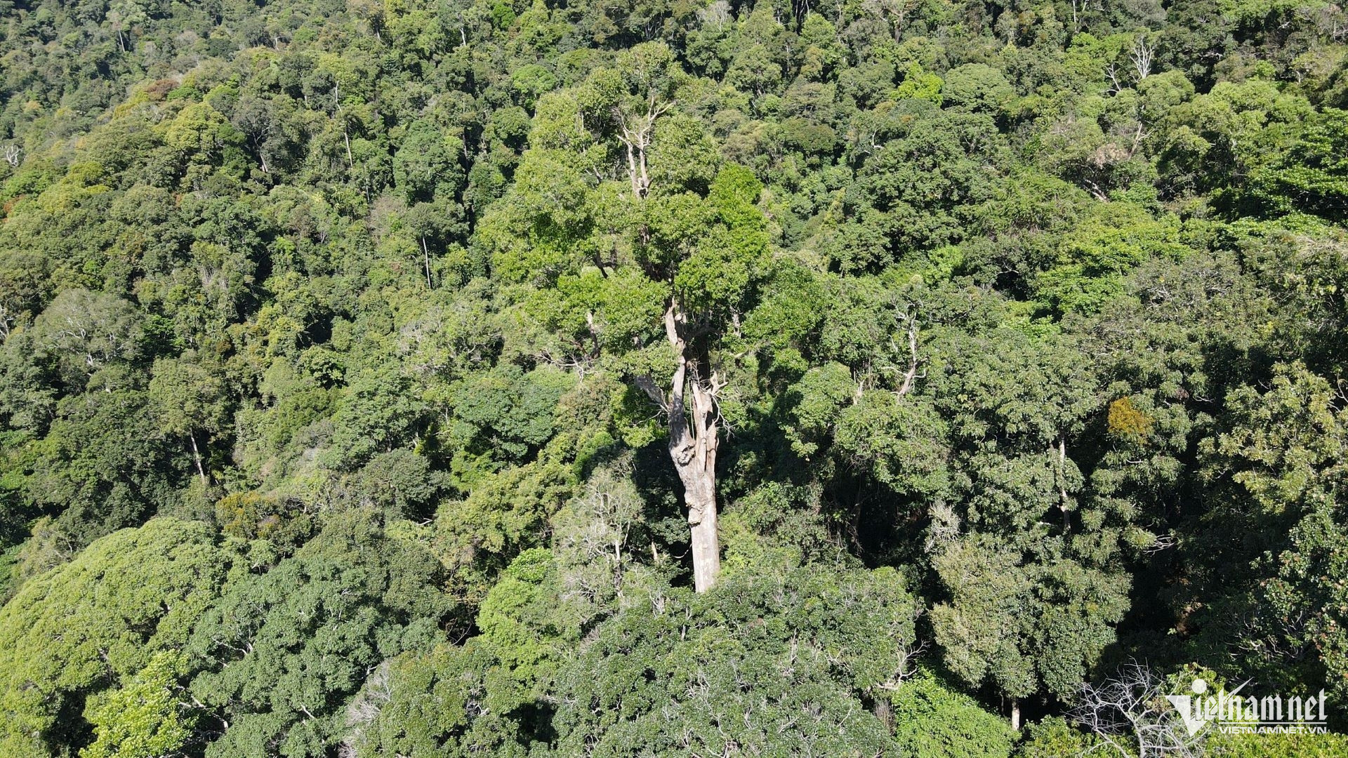 W-Người dân làng Ba Rờ Gốc đã nhận khoán quản lý, bảo vệ hơn 840 ha rừng thuộc Vườn Quốc gia Chư Mom Ray. (Ảnh: Ngọc Chí).jpg