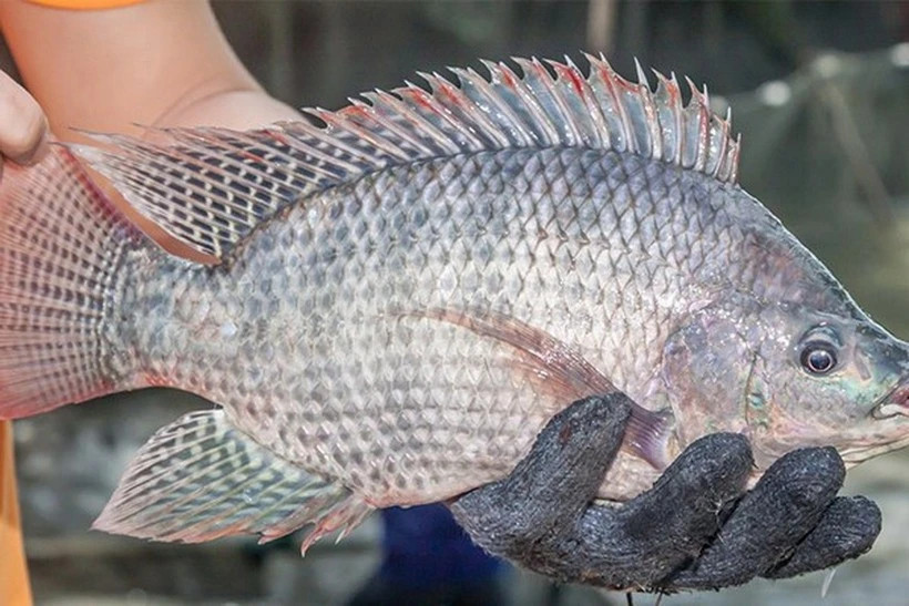Vietnamese tilapia eye opportunities to make breakthrough