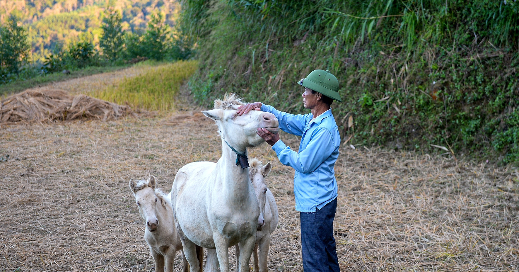 Raising white horses, Lang Son farmer transforms his fortunes