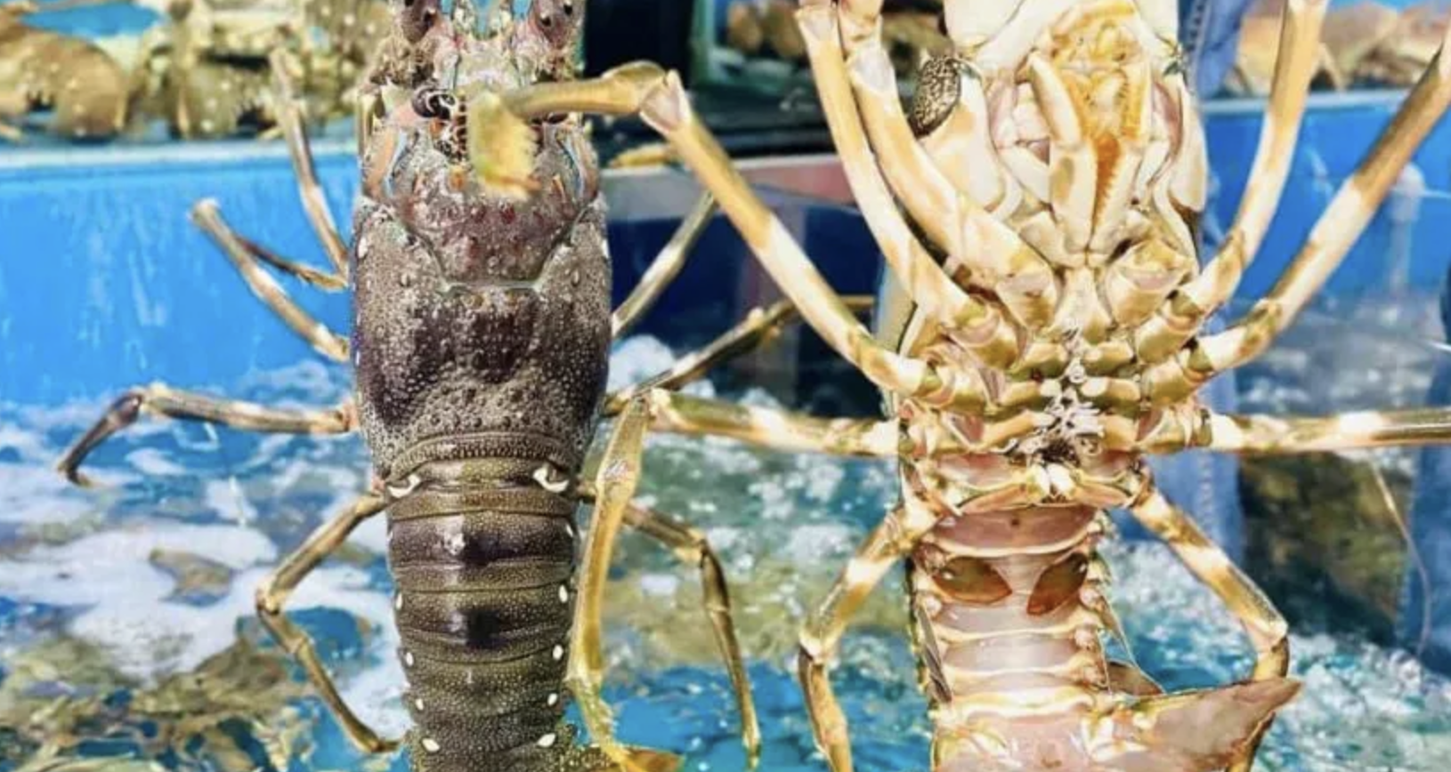 Vietnam becomes China’s top lobster supplier