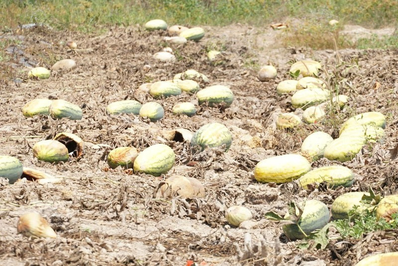 Hàng trăm tấn dưa hấu bị bỏ thối 3.jpg