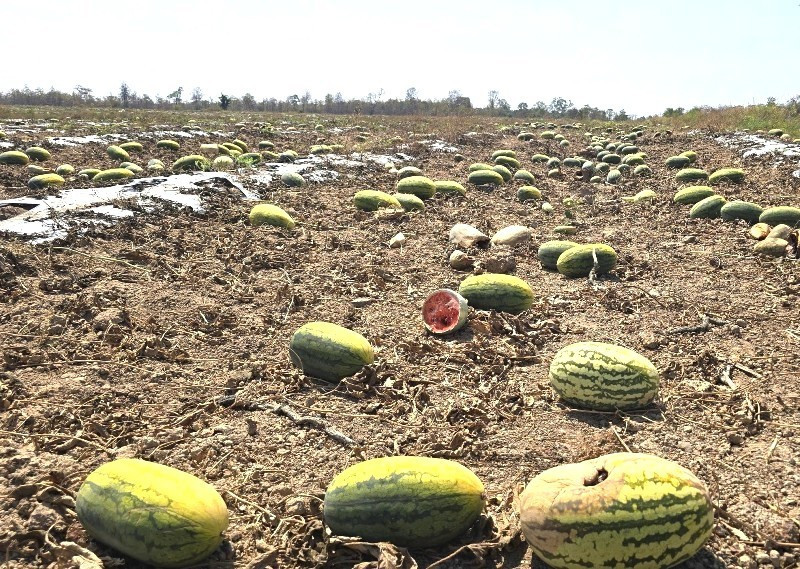 Hàng trăm tấn dưa hấu bị bỏ thối 1.jpg