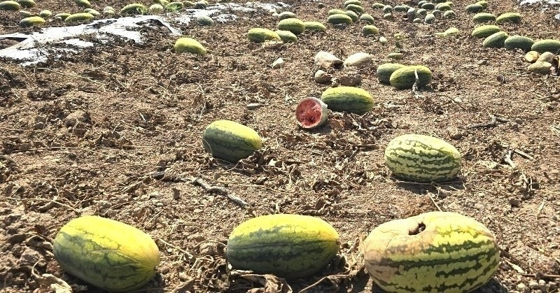 Watermelon fields abandoned in Gia Lai amid pricing row