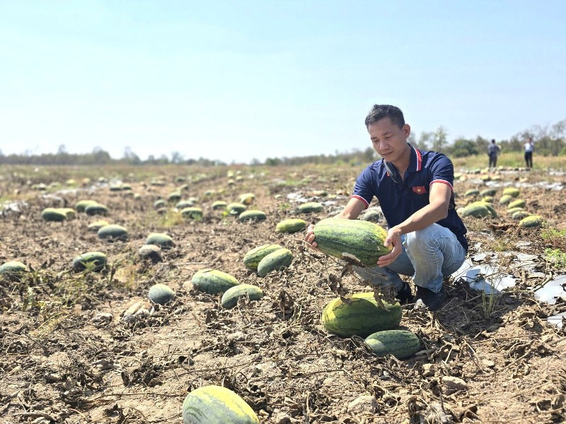 Hàng trăm tấn dưa hấu bị bỏ thối 2.jpg