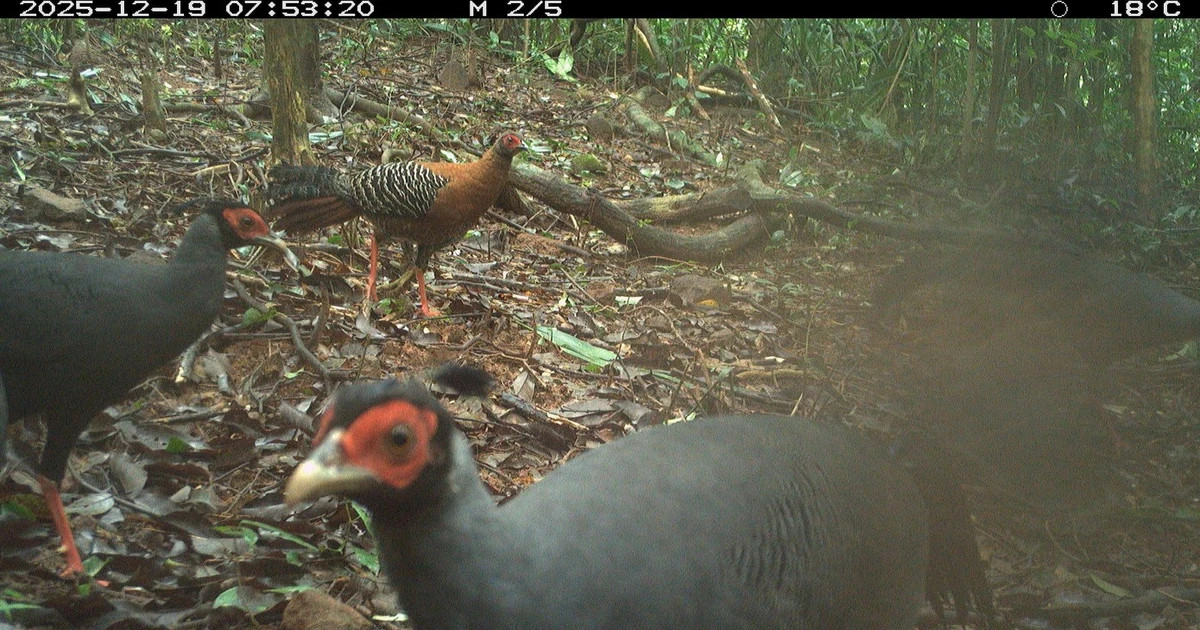Twenty-seven wildlife species recorded in protective forest of My Son Sanctuary