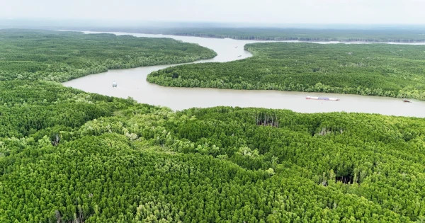 Vietnam expands coastal forests to bolster green growth