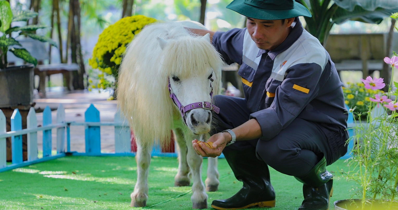 Visitors charmed by rare miniature pony pair in Mekong Delta