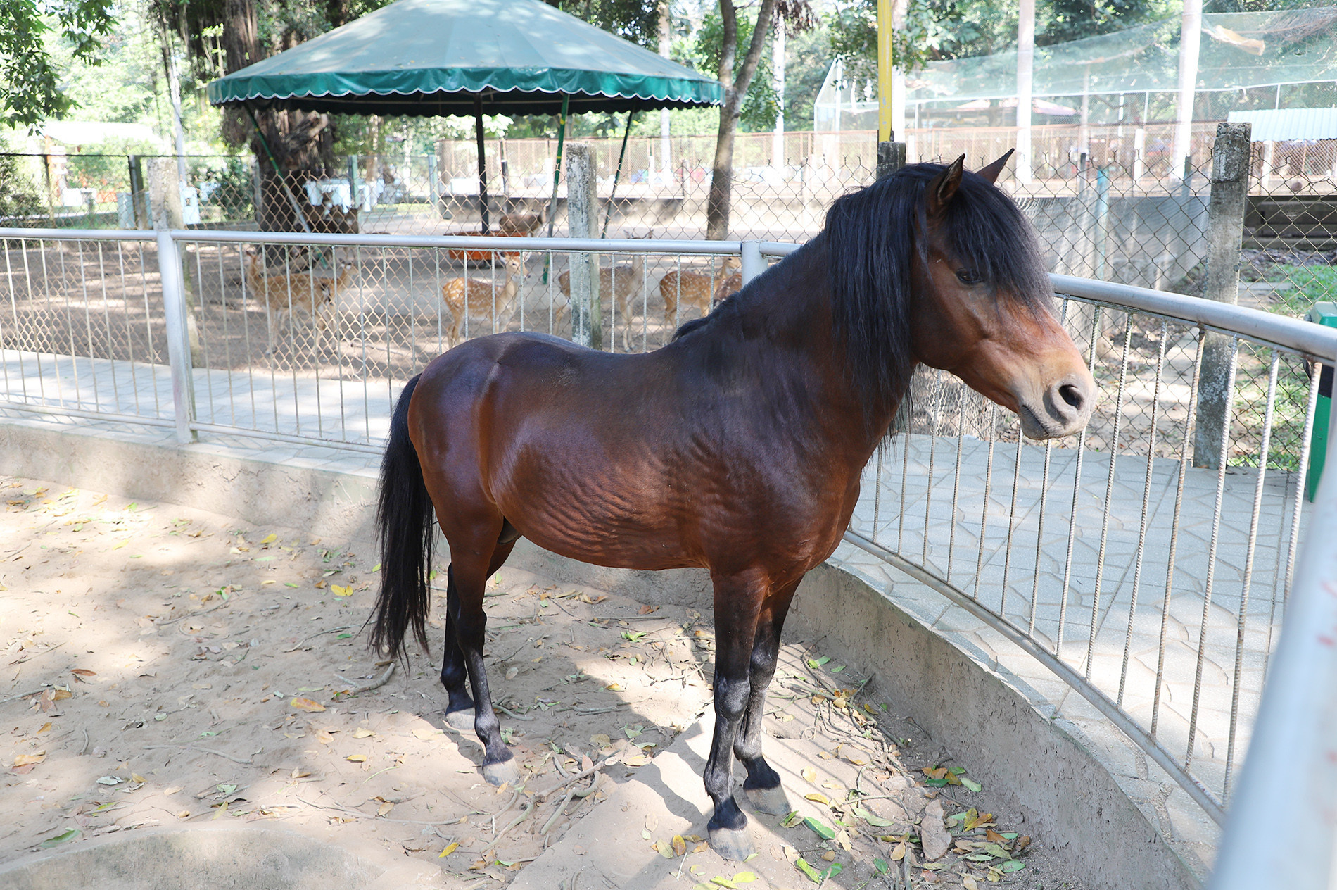 Ngựa nuôi 45.jpg