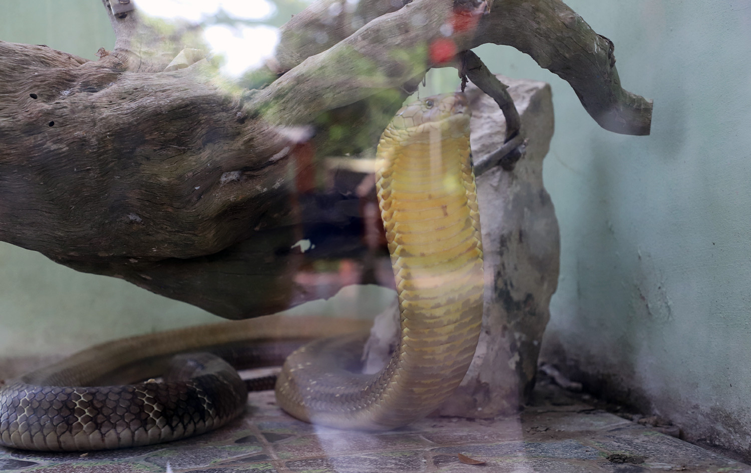 Rắn hổ mang chúa.jpg