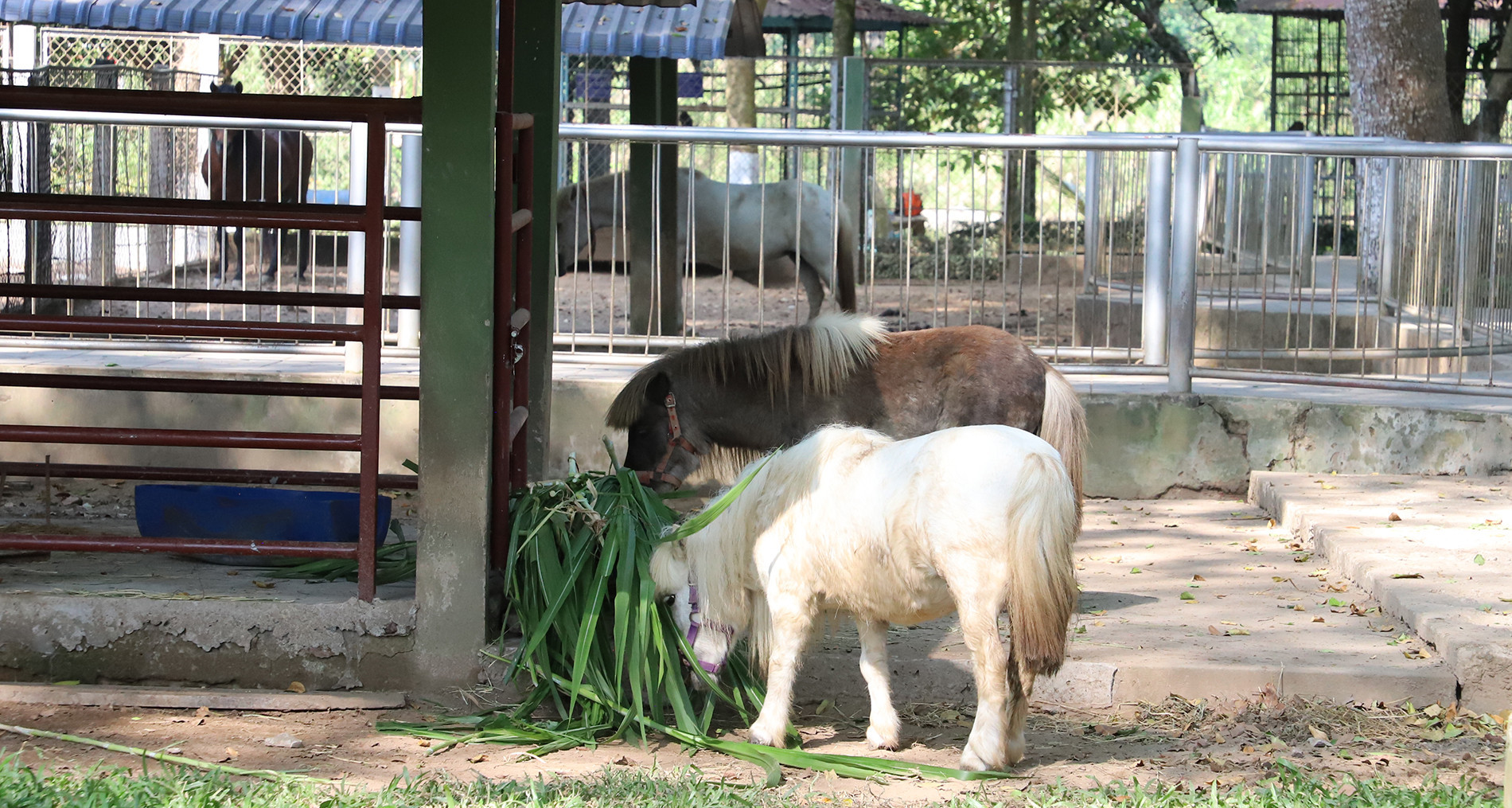 Ngựa nuôi 34.jpg