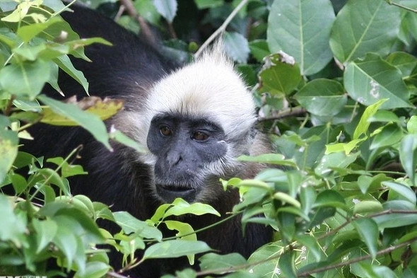 Belgian TV spotlight: Vietnam's wild nature reborn