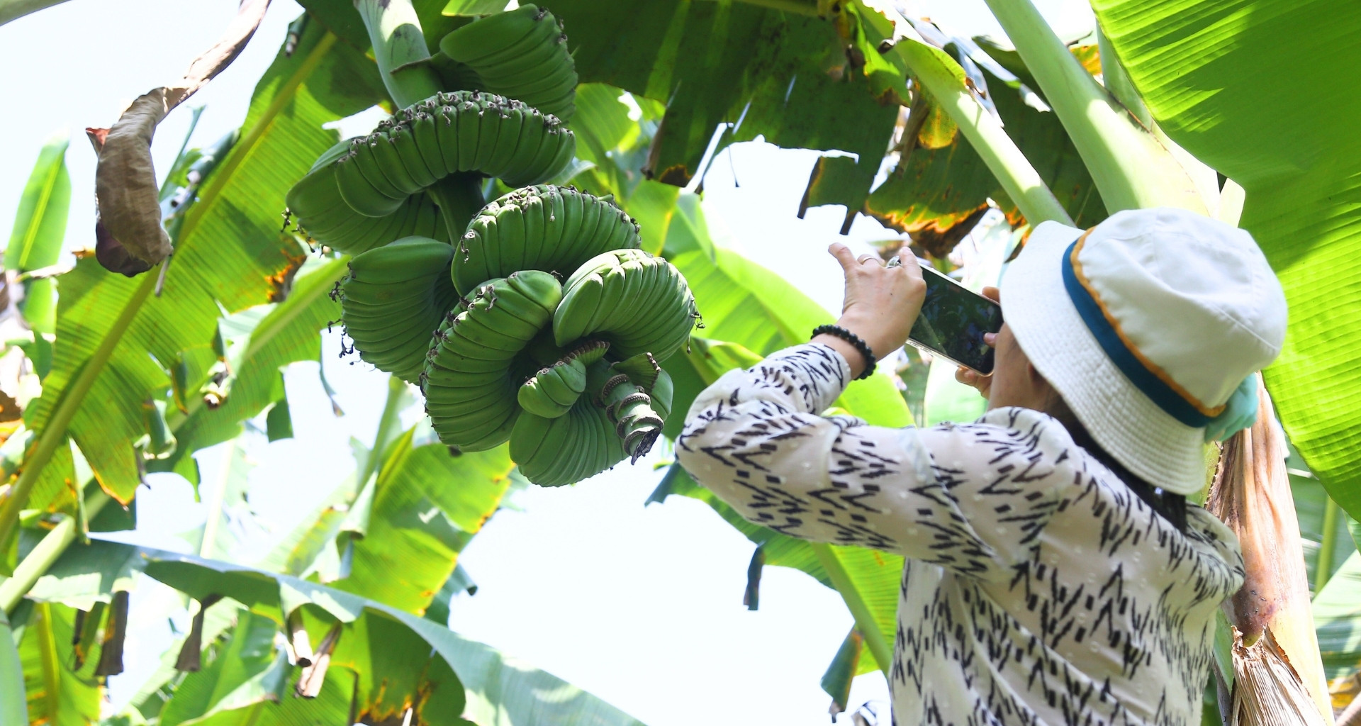 Rare 'praying hands' bananas spark Tet shopping frenzy in Vietnam