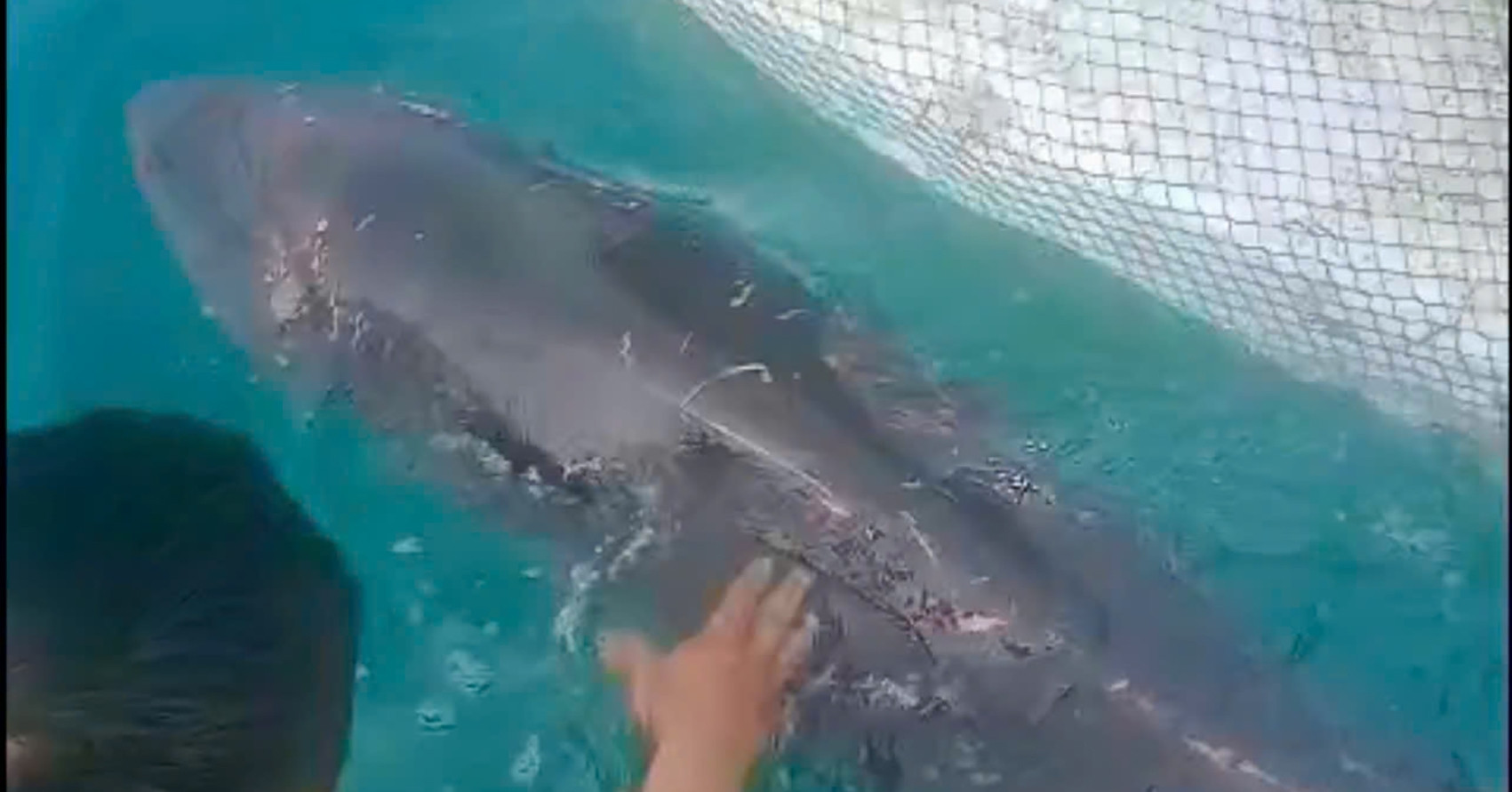 Co To residents rescue dolphin stranded near port