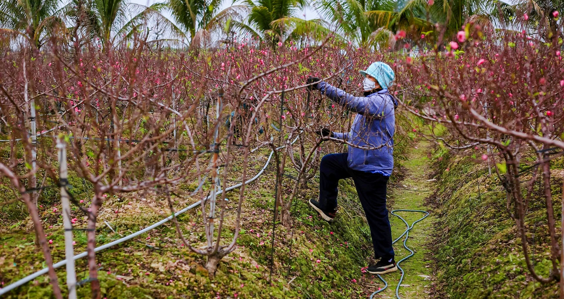 Farmers spend millions daily to delay peach bloom ahead of Tet