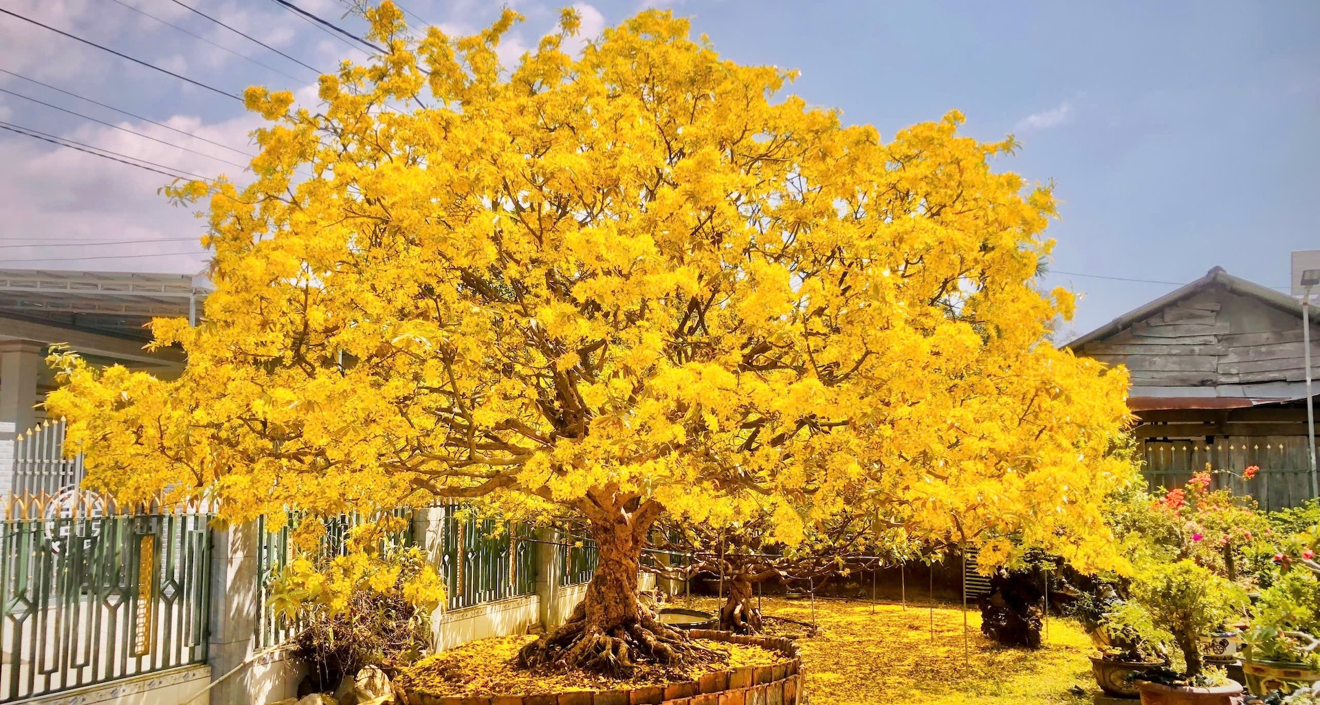 Pricey, ancient, and deeply personal: Vietnam’s $400K apricot tree
