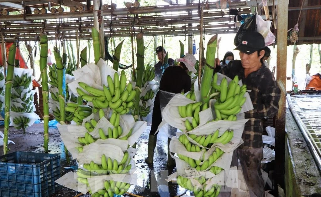 Agro-forestry-aquatic product exports surge nearly 30% in January