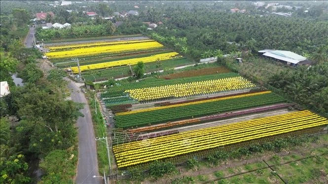 Dong Thap grows over 2.25 million ornamental flower pots for Tet